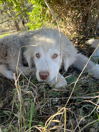 Cuccioli pastore abruzzese M+F