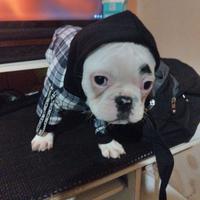 Bulldog francese maschio