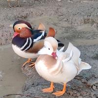 Anatre mandarine, corritrici, smeraldo e alzavole