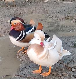 Anatre mandarine, corritrici, smeraldo e alzavole