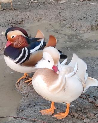 Anatre mandarine, corritrici, smeraldo e alzavole