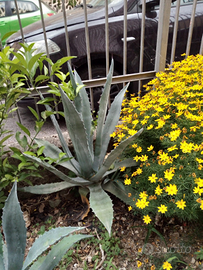 Piante grasse e olenadri foglia bicolore