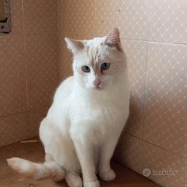 Miele, gatto di circa 2/3 anni in adozione