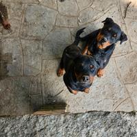 Ultimi cuccioli di rottweiler