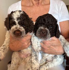 Lagotto romagnolo roano con pedigree