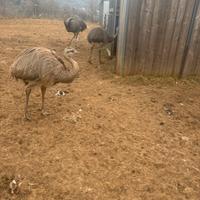 Nandu