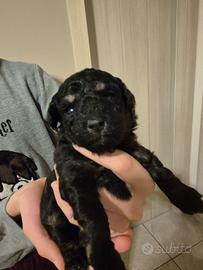 Cucciola di barboncino