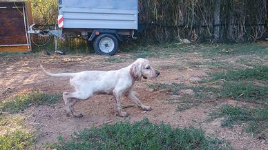 Setter inglese