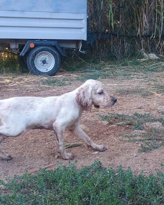 Setter inglese