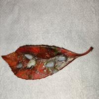 🍁Foglia d'autunno con gocce di resina🍁