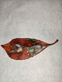 🍁Foglia d'autunno con gocce di resina🍁