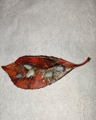 🍁Foglia d'autunno con gocce di resina🍁