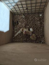 Pulli calopsite da imbecco