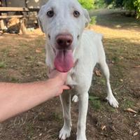ALBA , cucciolona simil Labrador