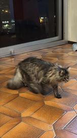 Donazione di un gatto