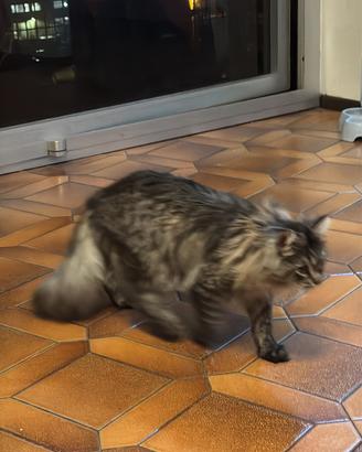 Donazione di un gatto
