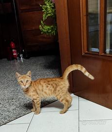 GATTINO ROSSO