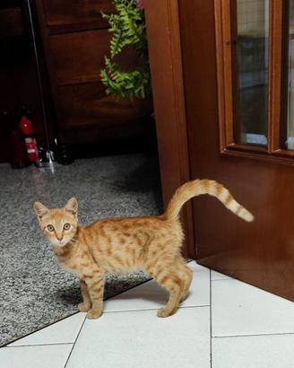 GATTINO ROSSO