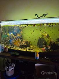 aquario con vetro curvo