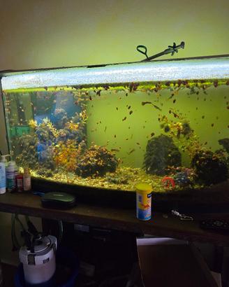 aquario con vetro curvo