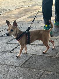 Cucciolona pinscher