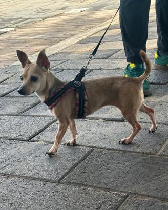 Cucciolona pinscher
