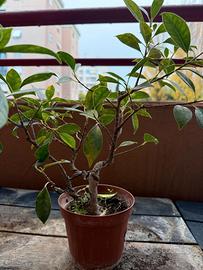 Bonsai di 4 Anni in Addestramento