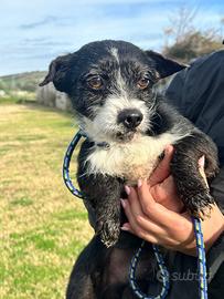 Una casetta per nonno Billo