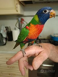 Lory arcobaleno