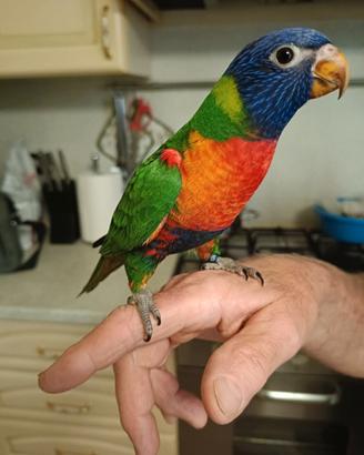 Lory arcobaleno