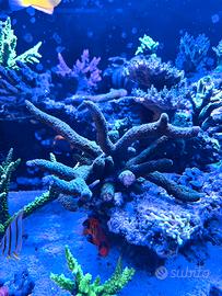 Corallo Acropora Aspera