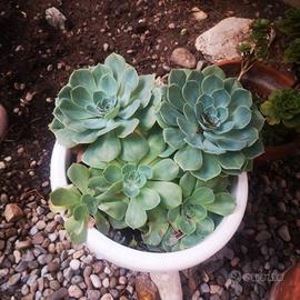 Pianta Grassa Echeveria secunda Booth ex Lindl