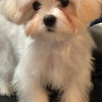 Maltese coreano maschio