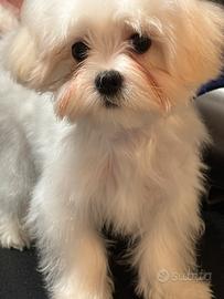 Maltese coreano maschio