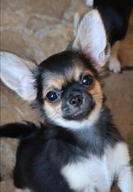 Cucciolo chihuahua con pedigree enci