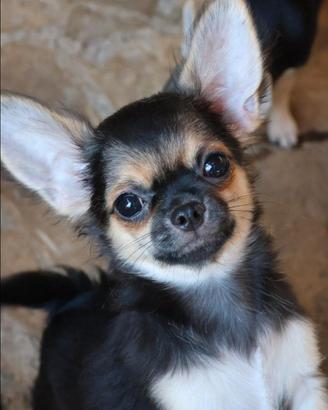 Cucciolo chihuahua con pedigree enci