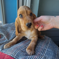 Cucciolo Cocker Spaniel maschio - ANCHE A RATE