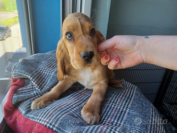 Cucciolo Cocker Spaniel maschio - ANCHE A RATE