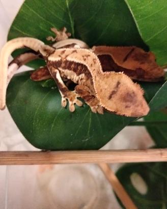 Gechi ciliatus baby