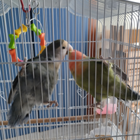 Pappagalli Agapornis