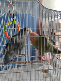 Pappagalli Agapornis