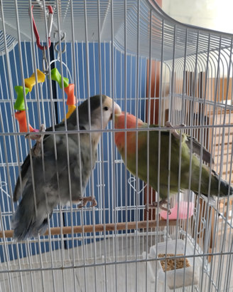 Pappagalli Agapornis