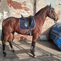 Cavallq Torreluna 3 anni e mezzo