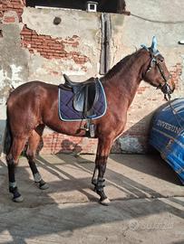 Cavallq Torreluna 3 anni e mezzo