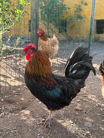 Gallo