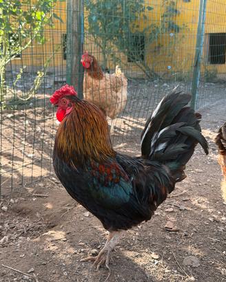 Gallo