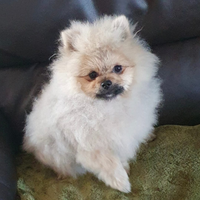 Volpino di pomerania mini toy