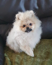 Volpino di pomerania mini toy