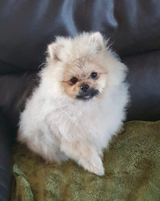 Volpino di pomerania mini toy