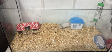 Criceto + acquario
